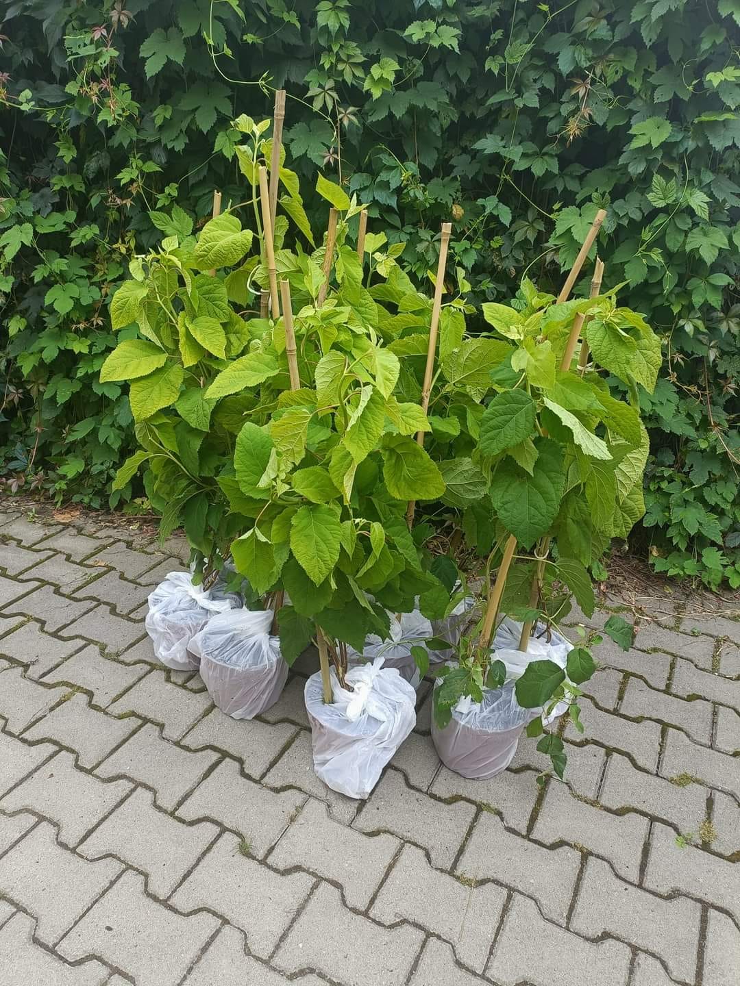 hortenzia-annabelle-strong-biela-akt