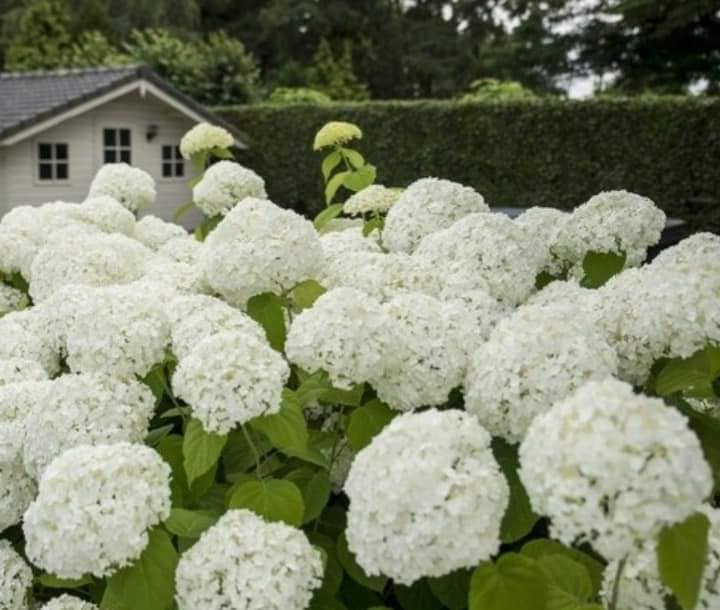 hortenzia-annabelle-strong-biela
