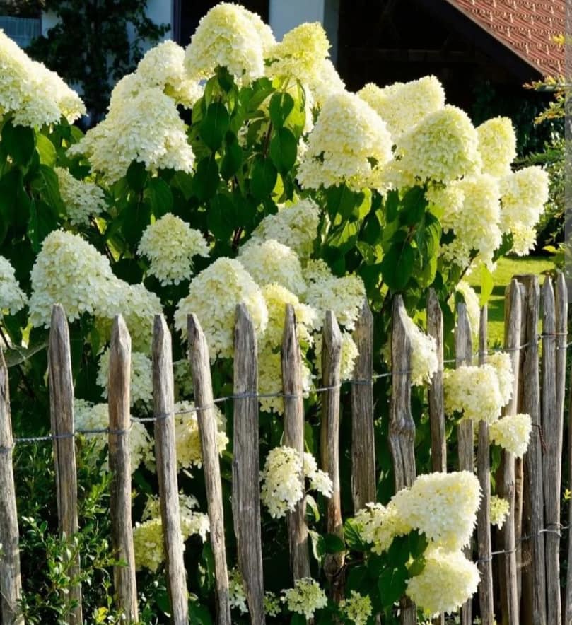 hortenzia-graniflora