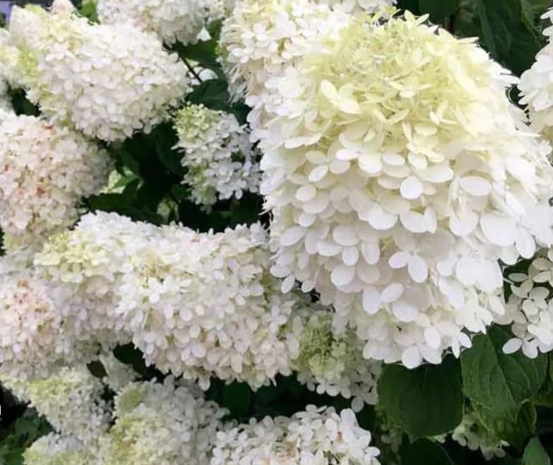 hortenzia-graniflora2